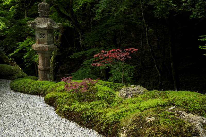 新緑と山野草（古知谷阿弥陀寺）_f0155048_19521785.jpg