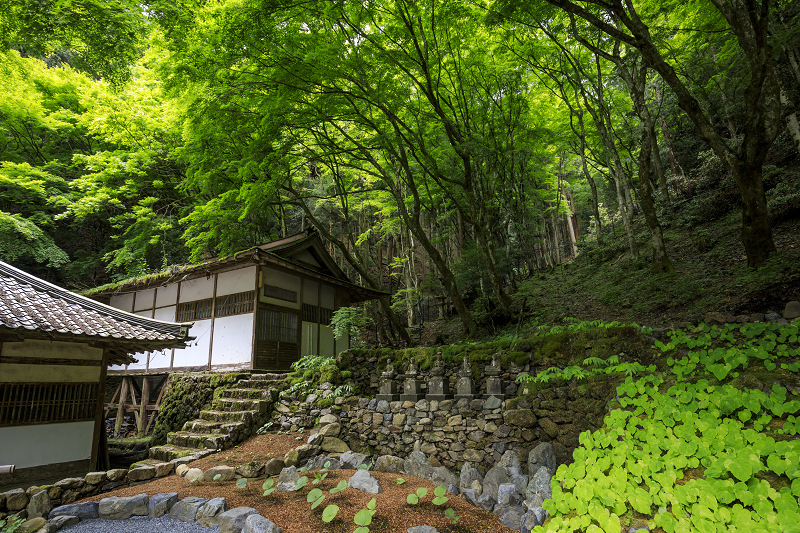 新緑と山野草（古知谷阿弥陀寺）_f0155048_19552480.jpg