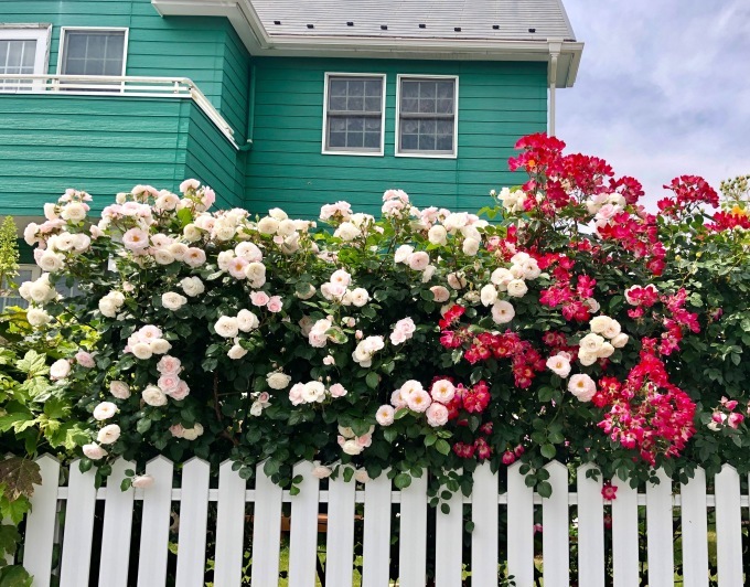 ブログでオープンガーデン2020⑤〜南側フェンスのバラ達〝後編〟_a0396654_22184405.jpeg