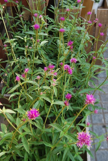 花苗入荷情報_a0201358_15565574.jpg