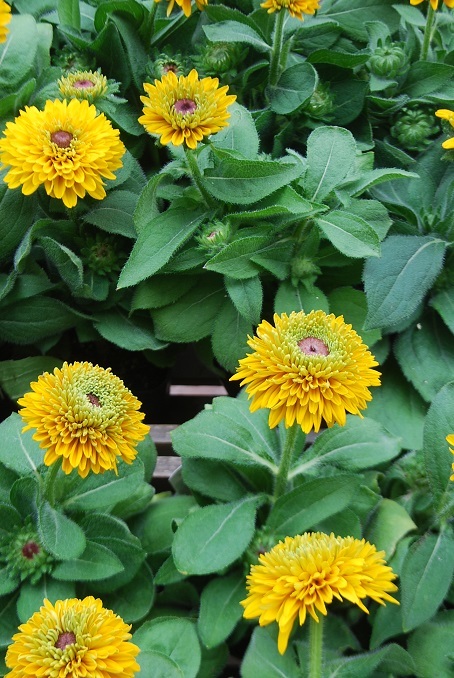 花苗入荷情報_a0201358_15571396.jpg