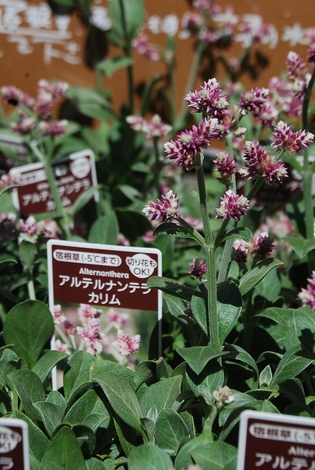 花苗入荷情報_a0201358_15574324.jpg