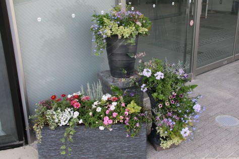 市役所庁舎グランドオープンに彩りを添える花 十和田市ブログ 駒の里から