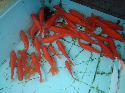 金魚の大産卵 沖縄生活