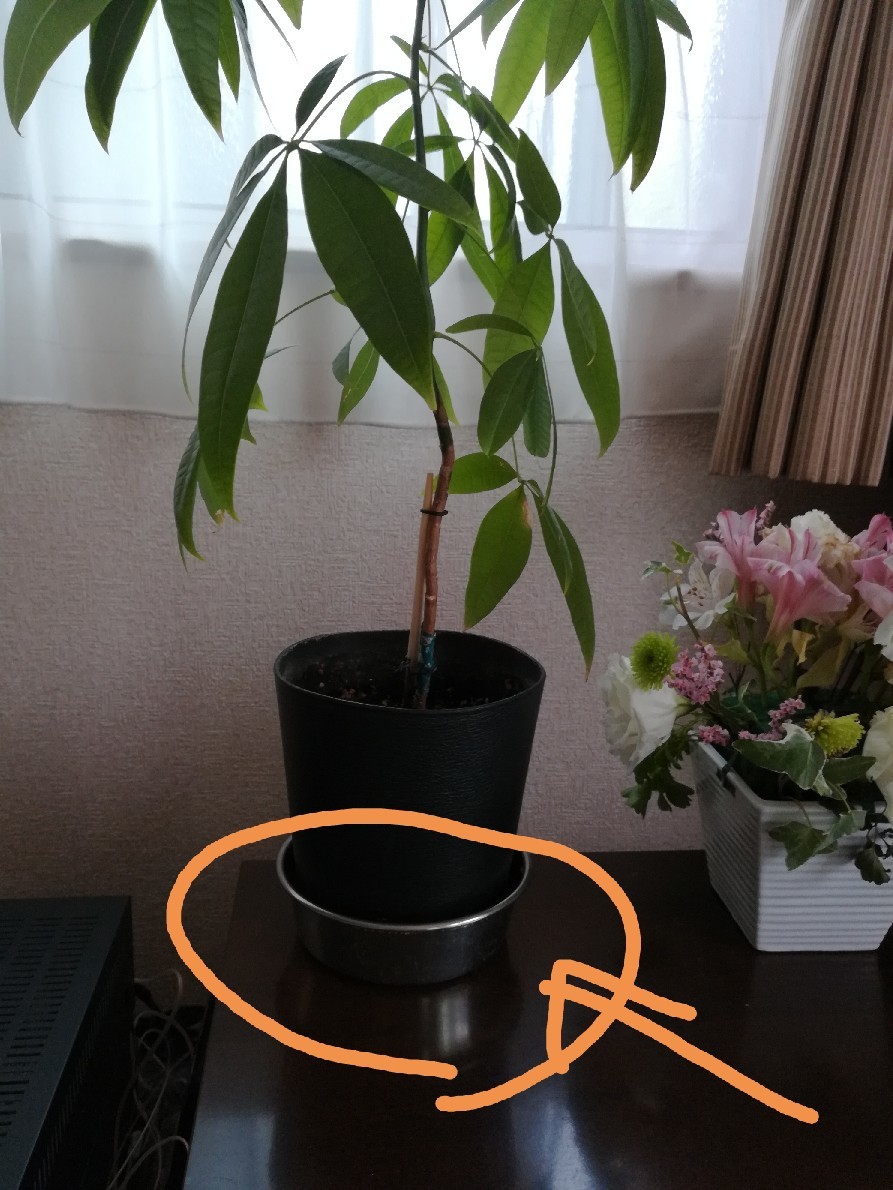 スグルの月命日_e0171874_21455114.jpg