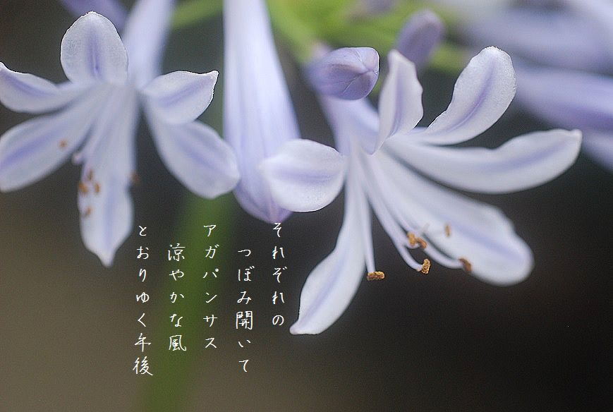 水無月の庭にて_c0187781_17412285.jpg