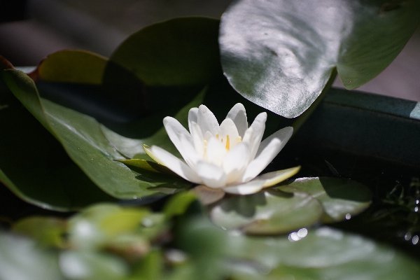 六郎丸開花3日目 Studio Okamoto の 徒然日記