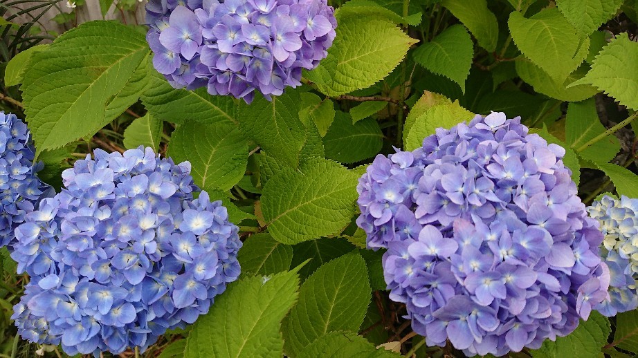 7月のご予約可能日_d0247789_12364442.jpg