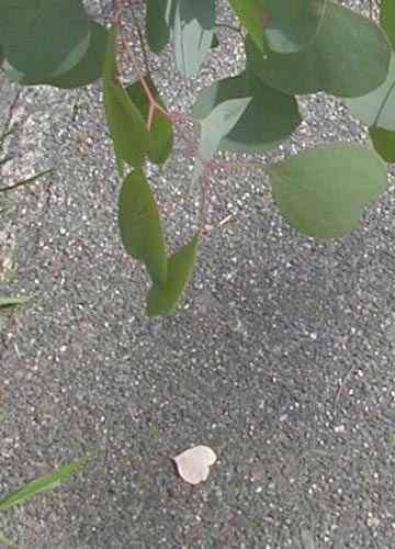 ●ハート・パンを食べながら_d0053294_00011012.jpg