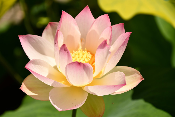 琵琶湖湖畔徘徊 草津水生植物園界隈 祭りバカとは俺の事 仮