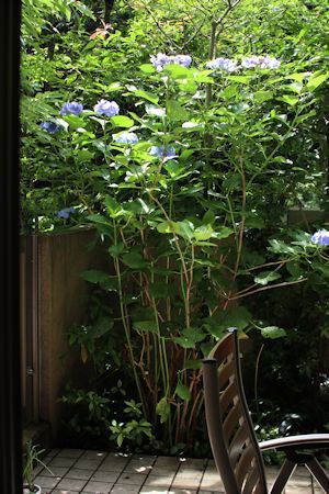 紫陽花をバッサリ剪定 無事蓼科に着きました スモーキーと一緒に