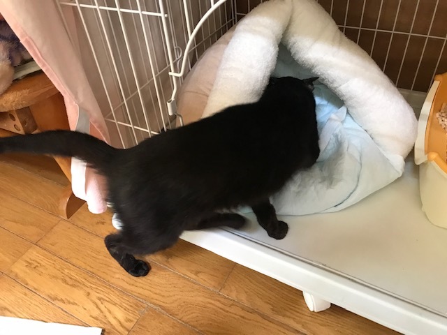 のん太くん退院しました!_f0242002_22331362.jpg