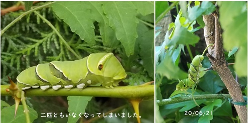 日々の事_c0051105_22382758.jpg
