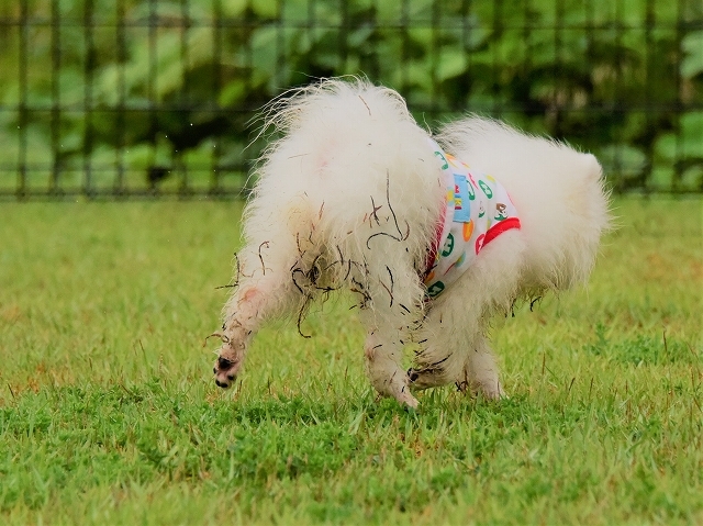 ポメ飼いの覚悟_d0360206_21193584.jpg