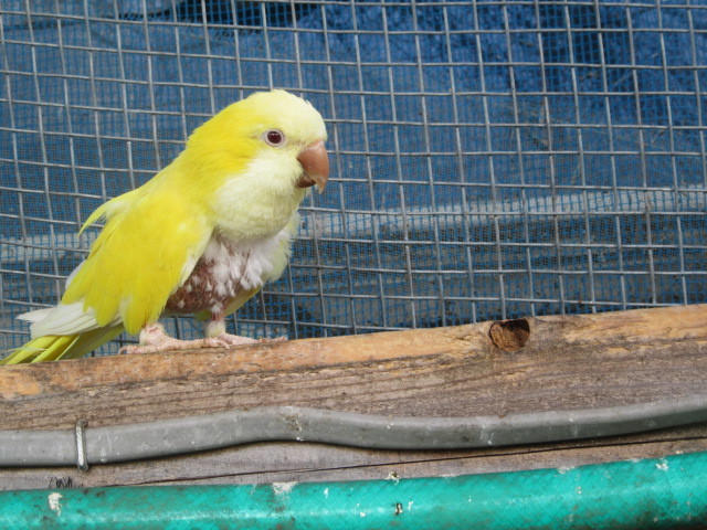 オキナインコ毛引き : ホワイトコキン