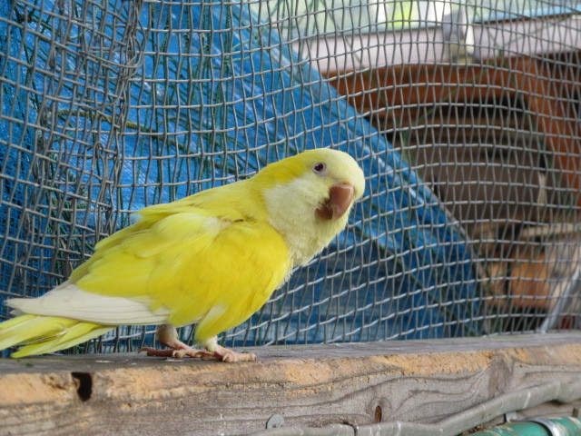 オキナインコ毛引き : ホワイトコキン