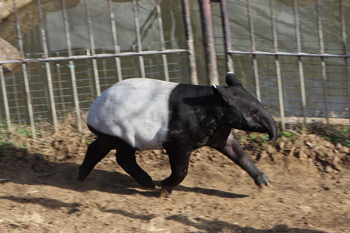 マレーバクっ仔「カナエ」ちゃん成長記~あいさつだってできるもん!(多摩動物公園)_b0355317_21072540.jpg