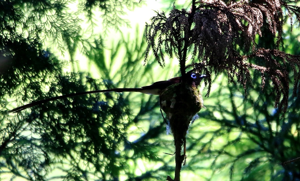 抱卵中のサンコウチョウ_f0364220_15070428.jpg