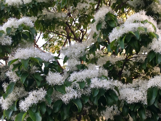 【閉店】ナンジャモンジャ通りの精肉店。──「田中食肉店」@小金井