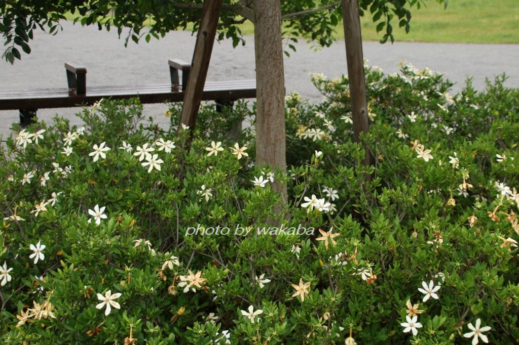 近くの公園のクチナシの花 自然のキャンバス