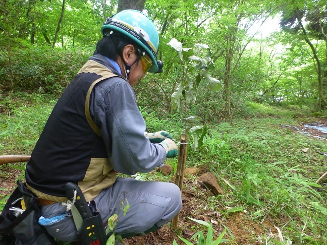 令和2年（2020）樵の杜に植樹_b0207436_16481822.jpg