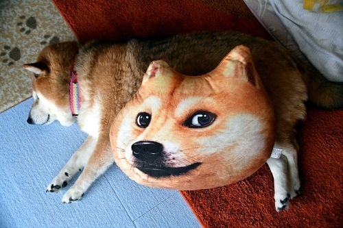 いろんな寝方_b0314043_07020679.jpg