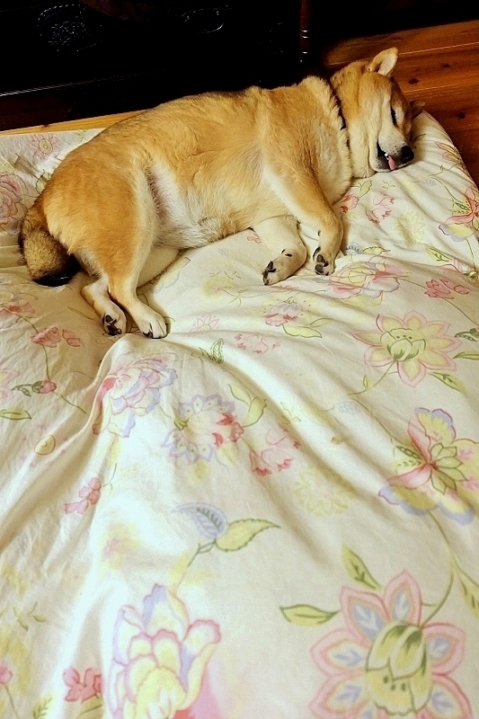 いろんな寝方_b0314043_07044262.jpg