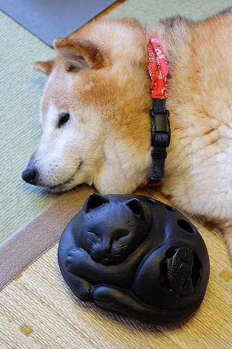 うたた寝すると蚊が落ちる?_b0314043_12143563.jpg
