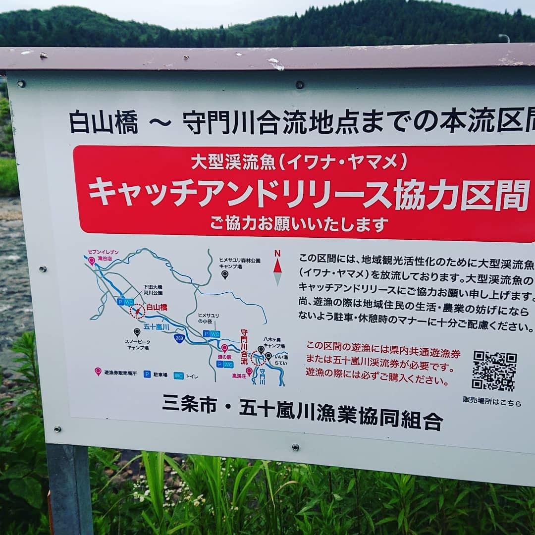 新潟県三条市の本流五十嵐川での取材に行っていました Fly Fishing Total Support Teal