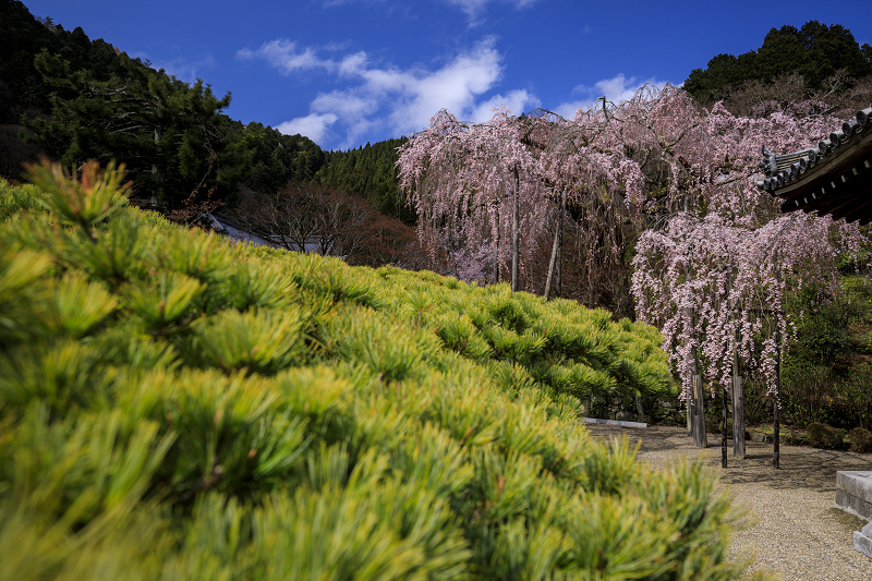 2020桜咲く京都 桂昌院桜咲く（善峯寺）_f0155048_22423633.jpg