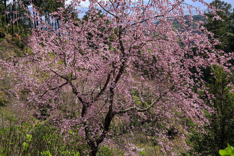 2020桜咲く京都 桂昌院桜咲く（善峯寺）_f0155048_22435413.jpg