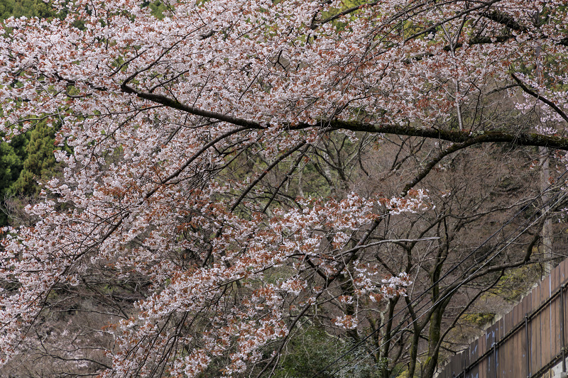 2020桜咲く京都 桂昌院桜咲く（善峯寺）_f0155048_2248065.jpg