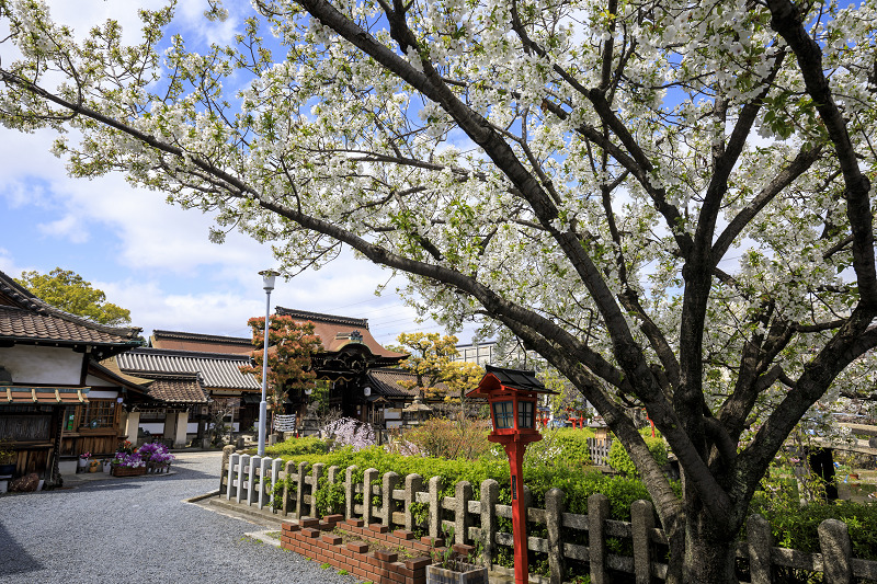 2020桜咲く京都 桜・さくら・サクラソウ（六孫王神社）_f0155048_23333181.jpg