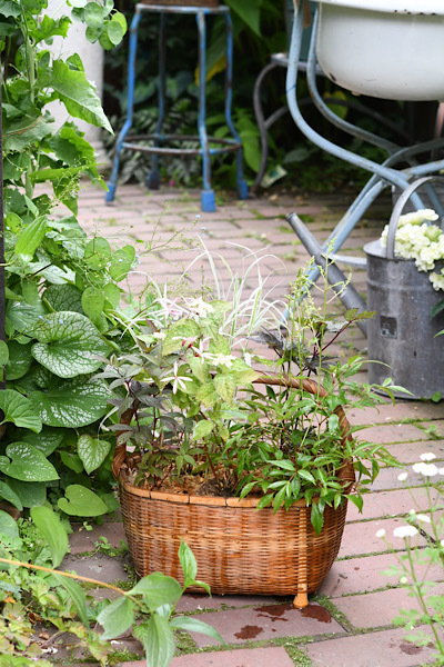*最近の寄せ植え *_e0159050_20373045.jpeg