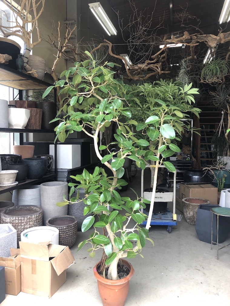 Tidy houseのお庭。_f0324766_17540479.jpg