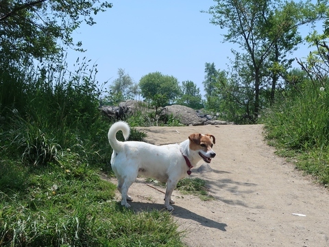 おっちゃんが睨んでいた トロントで犬と暮らす