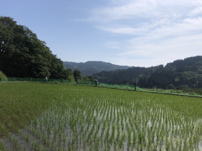コイの田んぼの稲作活動２０２０_d0182179_19010616.jpeg