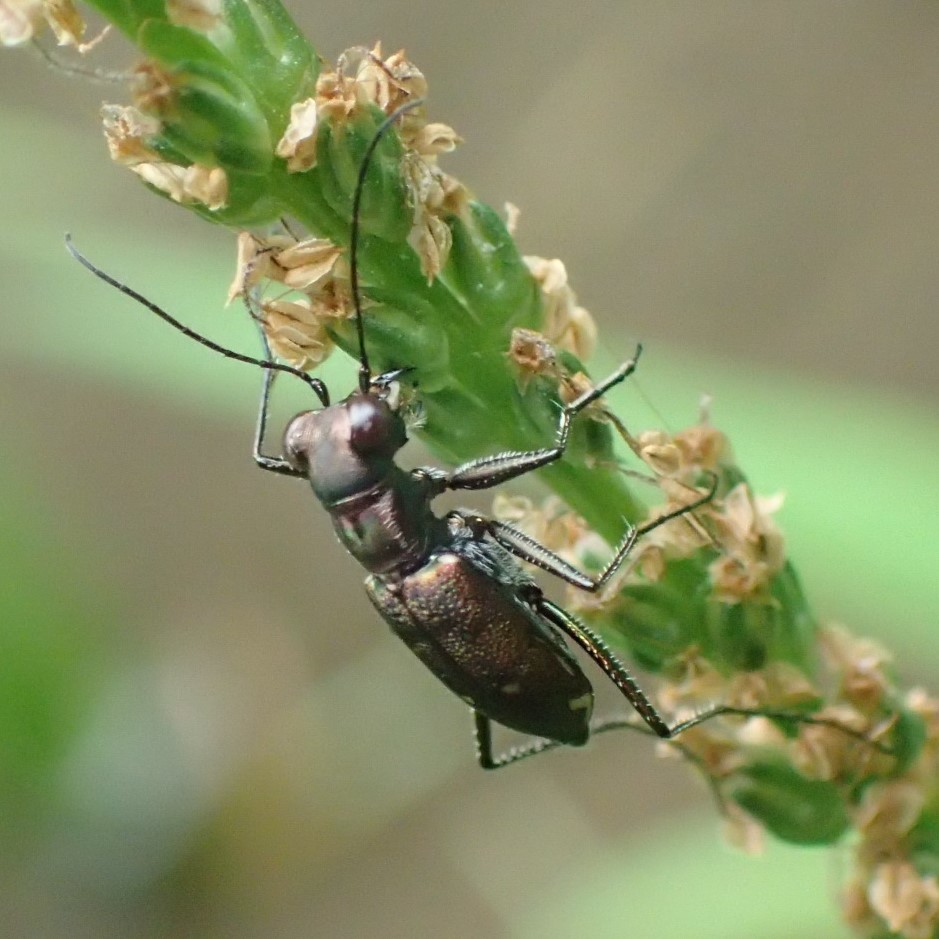 トウキョウヒメハンミョウ？　Cylindera kaleea　_c0208989_23185179.jpg