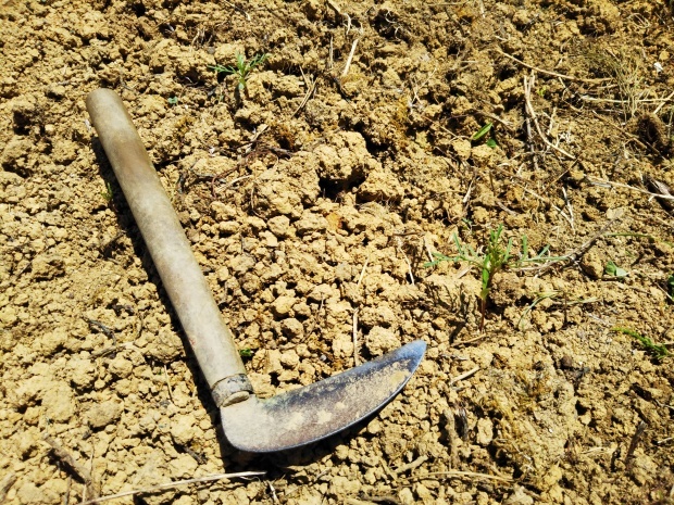 コスモス畑の新芽 海辺のキッチン倶楽部もく コスモス畑の新芽 海辺のキッチン倶楽部もく