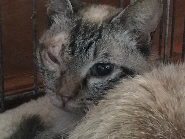 ちかこちゃんへの応援もお願いします!_f0242002_18483085.jpg