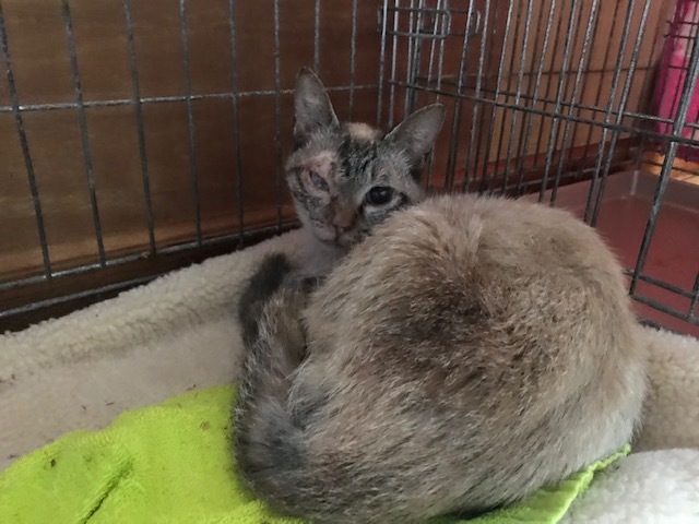 ちかこちゃんへの応援もお願いします!_f0242002_18483534.jpg