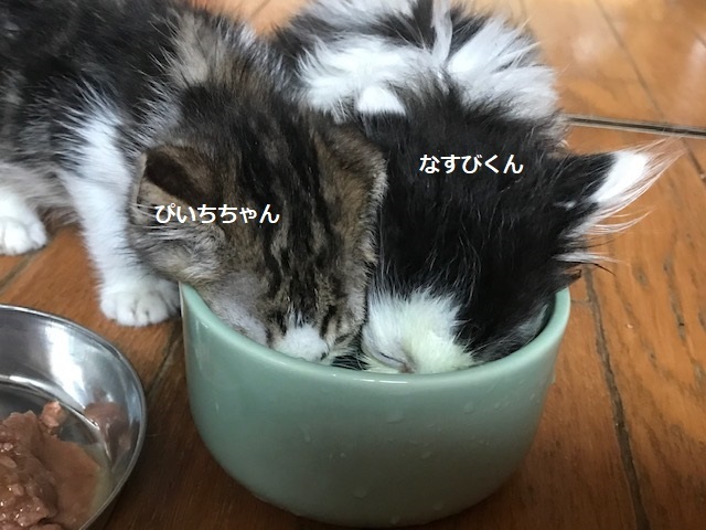 ちかこちゃんへの応援もお願いします!_f0242002_18484784.jpg