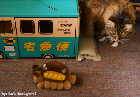 ネコバスに感化される猫?_b0253205_03512676.jpg