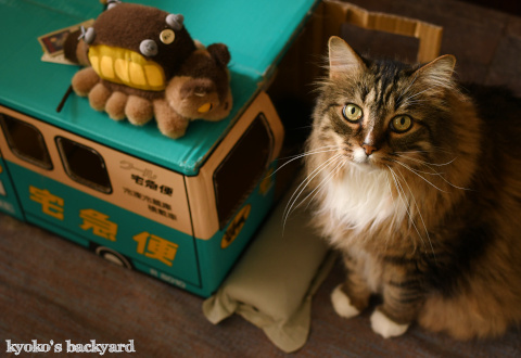 ネコバスに感化される猫?_b0253205_03513821.jpg