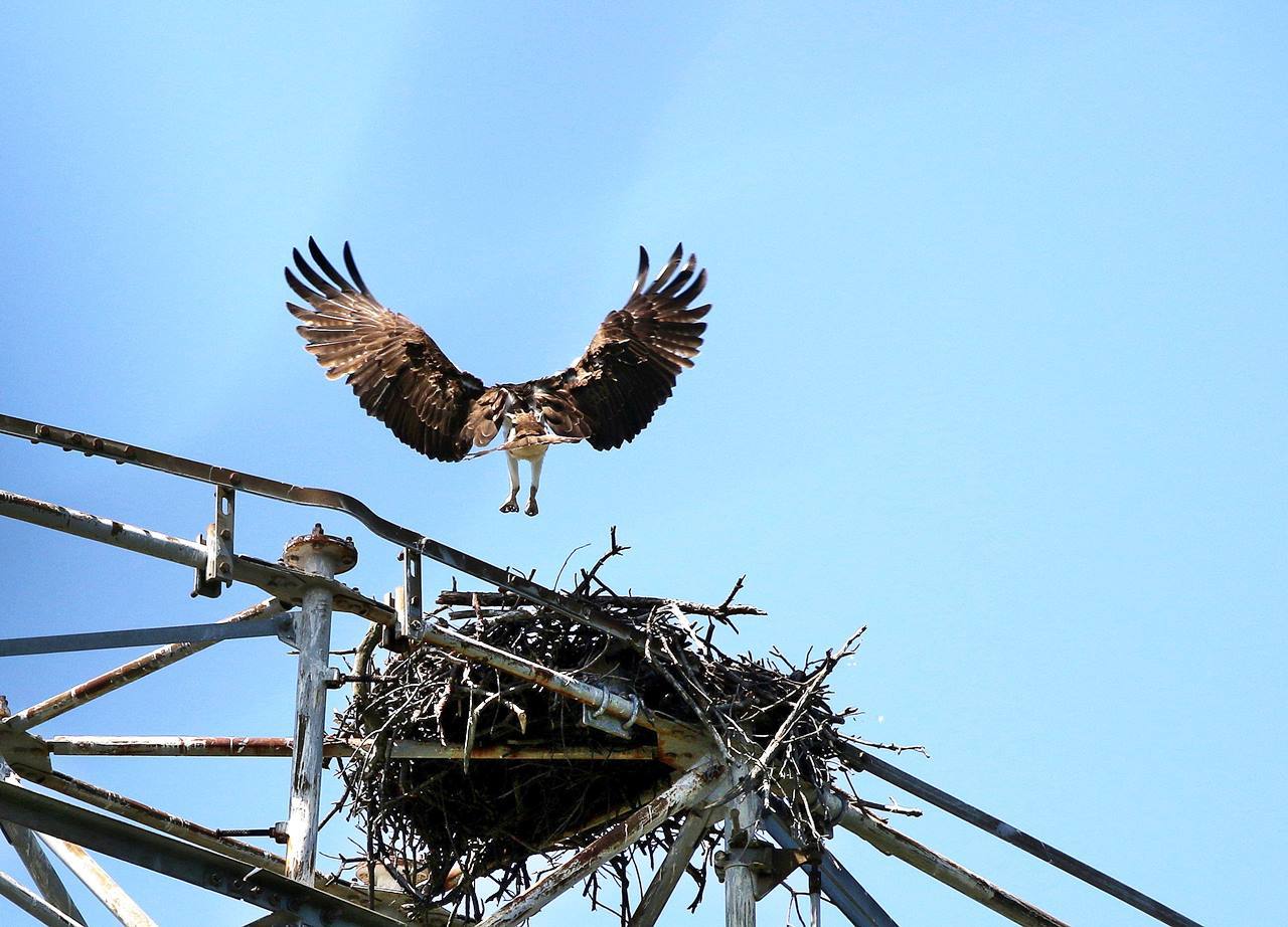 巣立ちのミサゴに出会う 一期一会の野鳥たち 巣立ちのミサゴに出会う 一期一会の野鳥たち