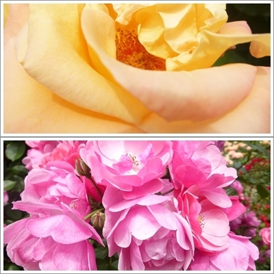 初夏の大通公園散策_b0198109_20153043.jpg