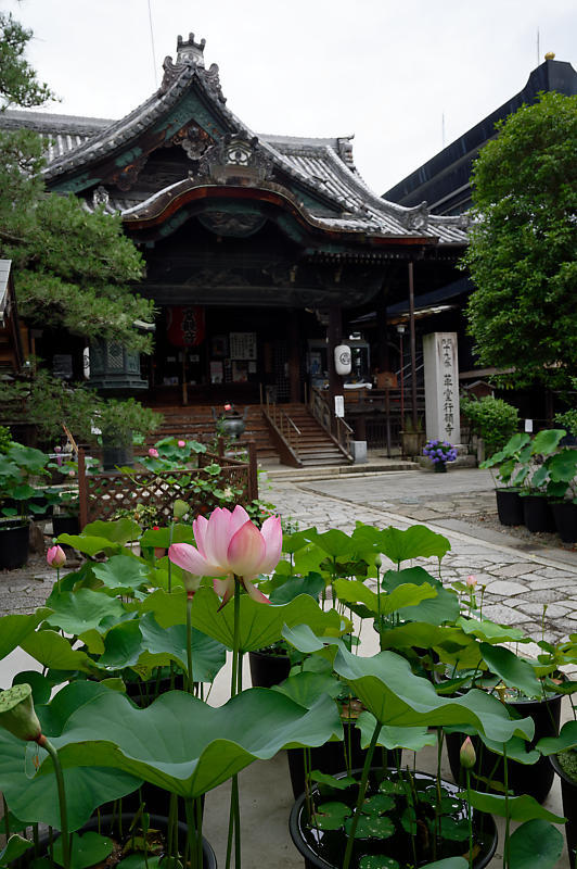 鉢蓮@行願寺(革堂)_f0032011_19123262.jpg