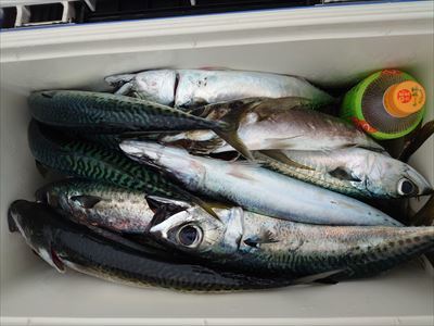 フラッシャーサビキ_f0031613_16384189.jpg