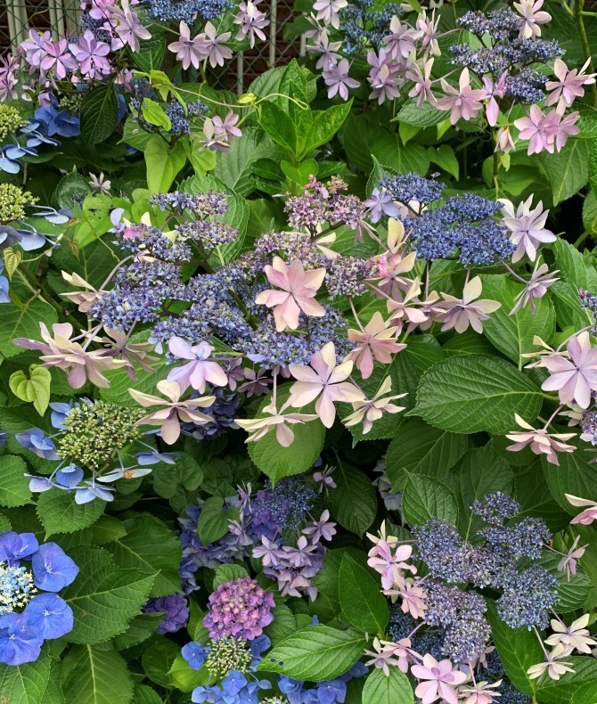 紫陽花 墨田の花火 毎日にこにこハッピーデイ 紫陽花 墨田の花火 毎日にこにこハッピーデイ