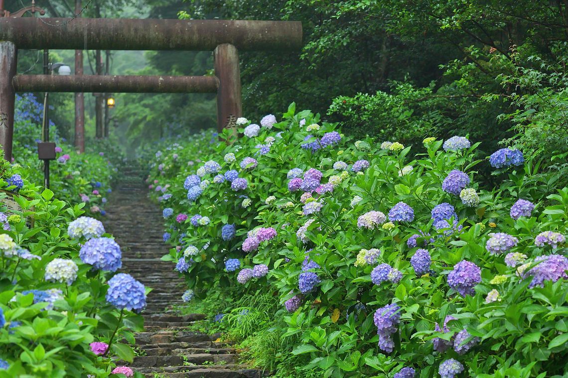 霧雨の「太平山」へ・・・紫陽花を_a0031821_09400073.jpg